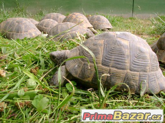 Suchozemské želvy (mláďata)