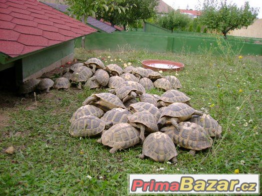 Suchozemské želvy (mláďata)
