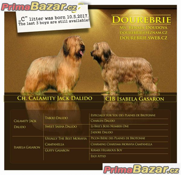 briard