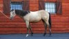 Paint horse klisna
