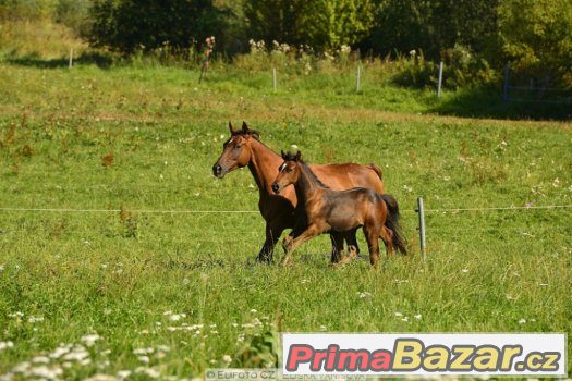 Appaloosa hřebeček 5/2016