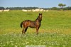 Appaloosa hřebeček 5/2016
