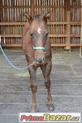 Quarter horse hřebeček