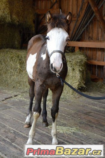 Paint horse hřebeček