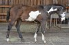 Paint horse hřebeček