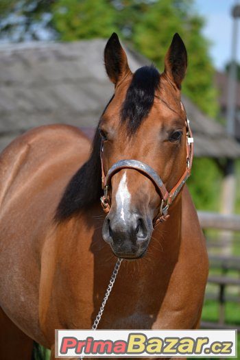 pripousteni-quarter-horse-hrebcem-br-sparky-hollywood