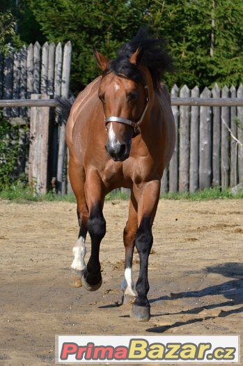 Připouštění Quarter horse hřebcem - BR Sparky Hollywood