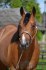 Připouštění Quarter horse hřebcem - BR Sparky Hollywood