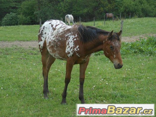 appaloosa-klisna-rocni