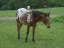 Appaloosa klisna roční