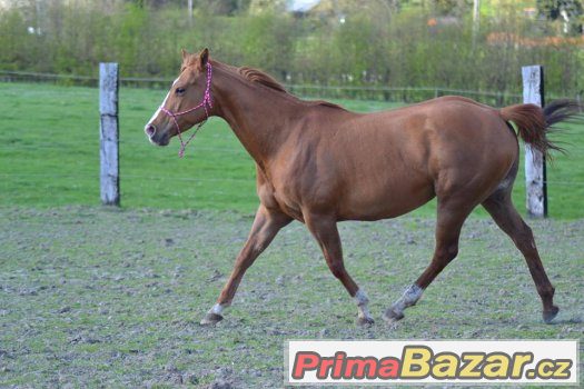 Quarter horse klisna