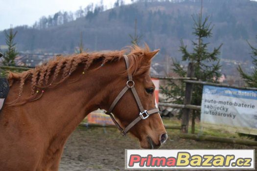 Quarter horse klisna