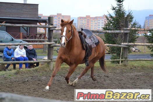 Quarter horse klisna