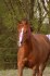 Quarter horse klisna