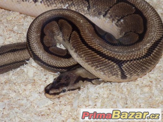 Krajta královská (Python regius) Krajta královská (Python regius)