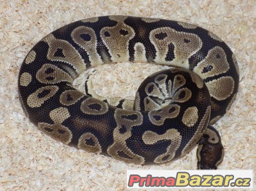 Krajta královská (Python regius) Krajta královská (Python regius)