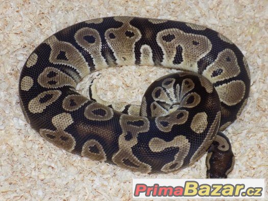 Krajta královská (Python regius)