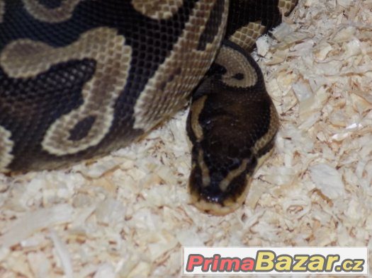 Krajta královská (Python regius) Krajta královská (Python regius)