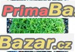 Bazalka Greco a palla - semena Bazalka Greco a palla - semena