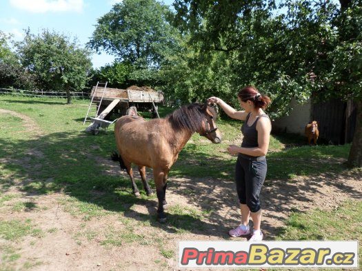 Ustájení koně - Leština u Světlé – fotografie 4