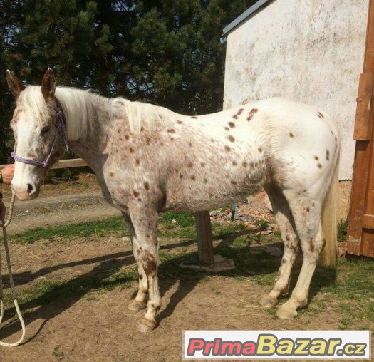 5leta-hodna-appaloosa-klisna-s-pp-v-cr-i-americe