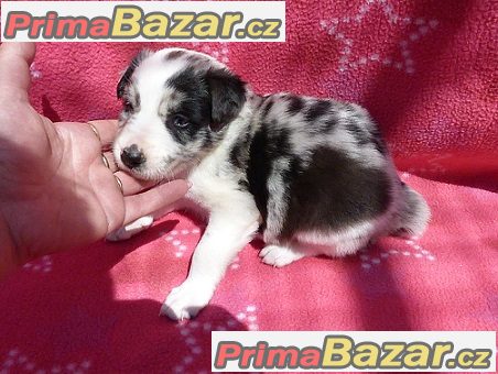 Border kolie s průkazem původu - Nabídka Border kolie s průkazem původu - Nabídka