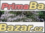 Paulownia Tomentosa - sazenice Paulownia Tomentosa - sazenice