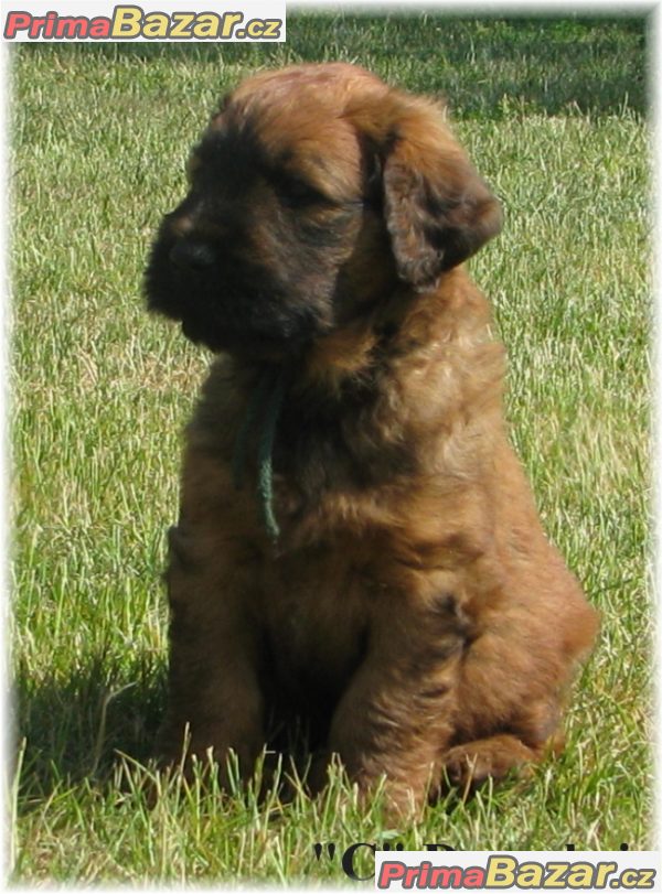 briard