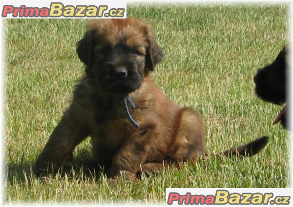 briard