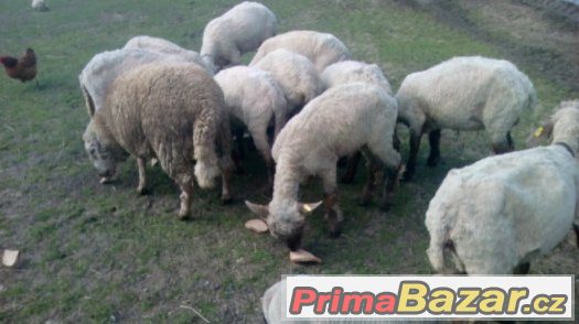 Prodám 7 ovcí ,regis., ostříhané ,plemeno Suffolk - Texel