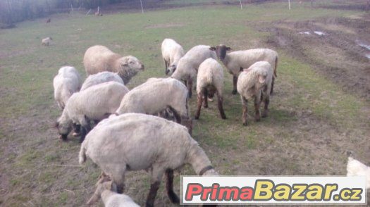 Prodám 7 ovcí ,regis., ostříhané ,plemeno Suffolk - Texel