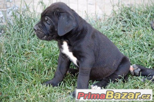 Cane corso s PP, modré a černé