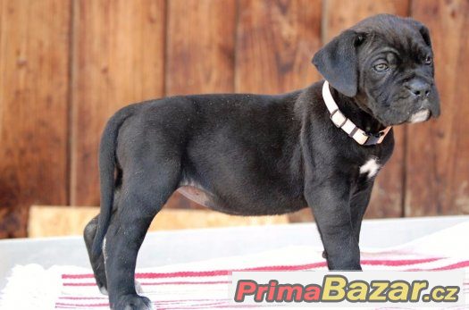 Cane corso s PP, modré a černé