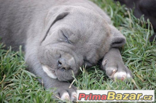 Cane corso s PP, modré a černé