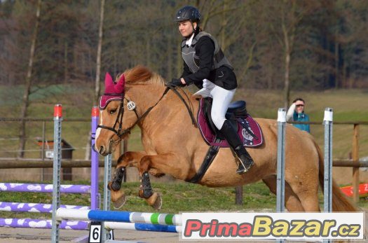 6-ti letá pony klisna do sportu, na rekreaci