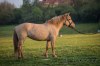 6-ti letá pony klisna do sportu, na rekreaci