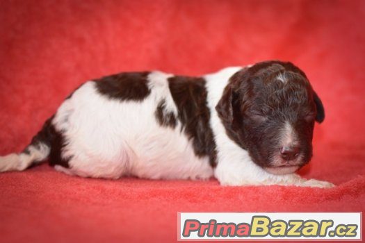 Lagotto Romagnolo s PP – štěňata