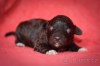 Lagotto Romagnolo s PP – štěňata