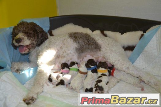 Štěňata LAGOTTO ROMAGNOLO - italský vodní pes