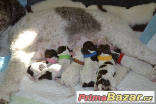 Štěňata LAGOTTO ROMAGNOLO - italský vodní pes