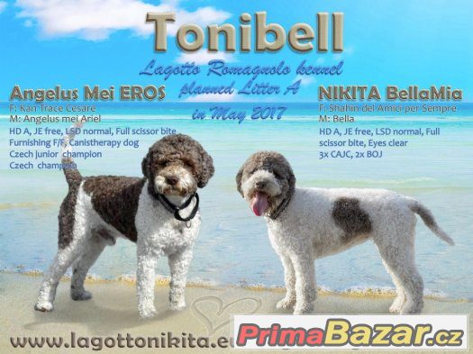 Štěňata LAGOTTO ROMAGNOLO - italský vodní pes