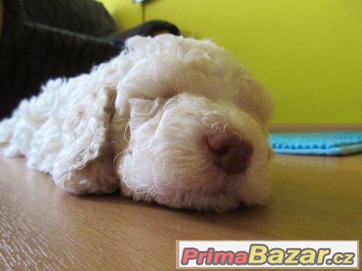 Prodám pejska lagotto romagnolo - italský vodní pes