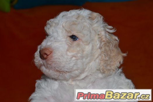 Prodám pejska lagotto romagnolo - italský vodní pes