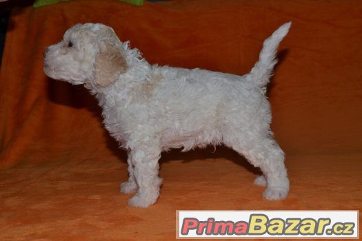 Prodám pejska lagotto romagnolo - italský vodní pes