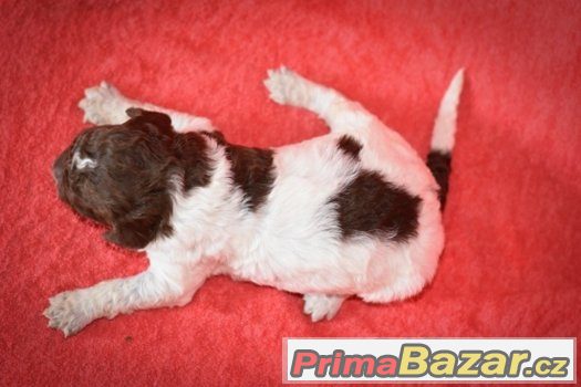 Lagotto Romagnolo