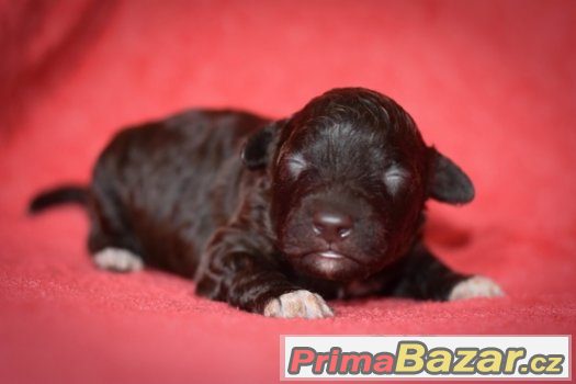 Lagotto Romagnolo