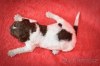 Lagotto Romagnolo