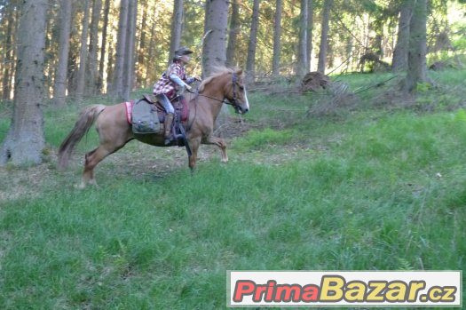 TÁBOR NA KONÍCH PRO DOSPĚLÉ-ČEKOBUDĚJOVICKO – fotografie 4