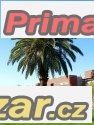 phoenix-canariensis-naklicena-semena