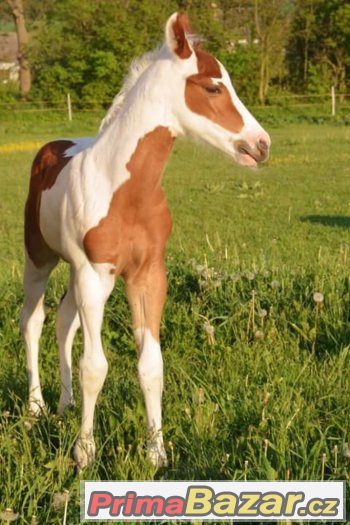 all round Paint Horse colt 2017